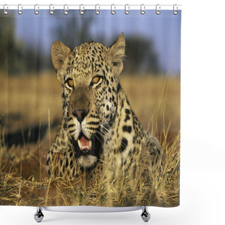 Personality  Leopard Lying In Grass Shower Curtains