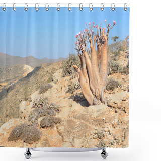 Personality  Yemen, Socotra, Bottle Trees (desert Rose - Adenium Obesum) In The Gorge Of Kalesan Shower Curtains