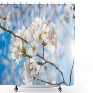 Personality  Sakura Cherry Blossoms Shower Curtains