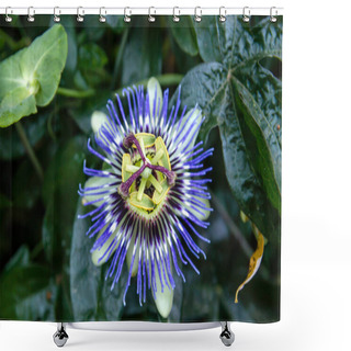 Personality  Passiflora Or Passion Vine Flower Blooming  Shower Curtains