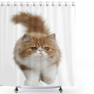 Personality  Persian Kitten, 3 Months Old, Walking In Front Of White Background Shower Curtains