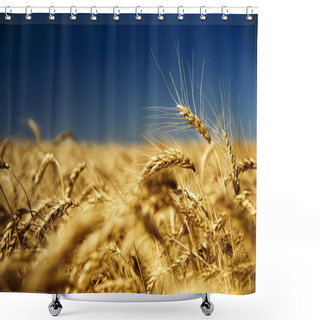 Personality  Gold Wheat And Blue Sky Shower Curtains