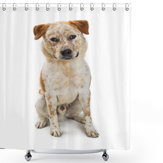 Personality  Mixed Breed Cattle Dog Sitting On White Background Facing Center Shower Curtains