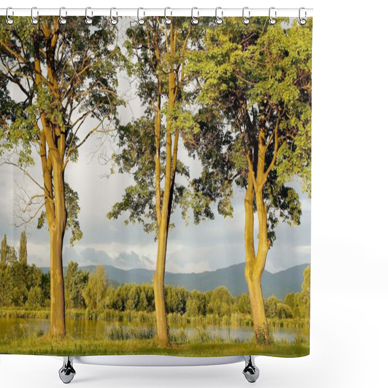 Personality  Majestic Maple Trees In The Morning Shower Curtains