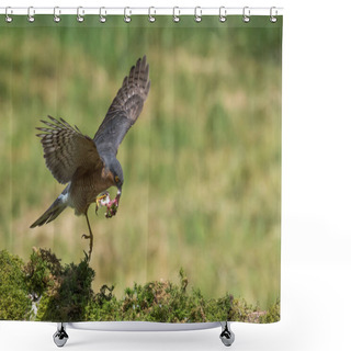 Personality  Sparrowhawk Bird Close Up Shower Curtains