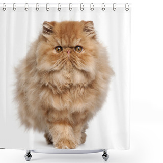 Personality  Persian Kitten, 4 Months Old, Walking In Front Of White Background Shower Curtains