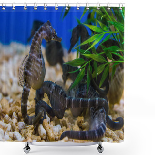 Personality  Group Of Big Belly Seahorses Together In The Aquarium, Popular Pets In Aquaculture, Tropical Fishes From Australia Shower Curtains