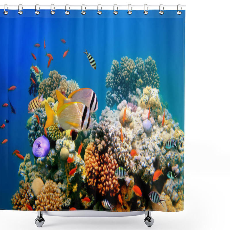 Personality  Tropical Fish On A Coral Reef And Doublebar Bream (acanthopagrus Bifasciatus) Shower Curtains