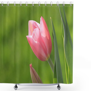 Personality  Pink Tender Tulip Shower Curtains