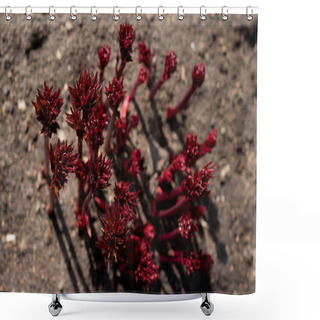 Personality  Peony Shoots Emerging From The Ground In Spring. Shower Curtains