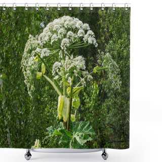 Personality  The Great Flowering Cow Parsnip - Poisonous Plant  Shower Curtains