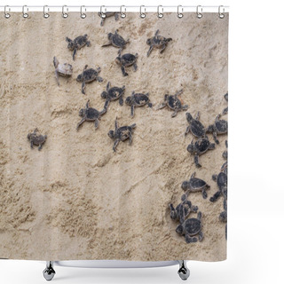 Personality  Amazing Closeup Of Baby Sea Turtles Just Hatched Trying To Enter Ocean Water Shower Curtains