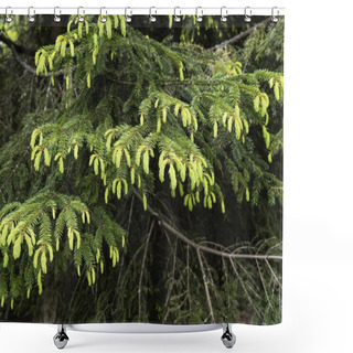 Personality  Beautiful Spruce In The Leningrad Region In North-West Russia Shower Curtains