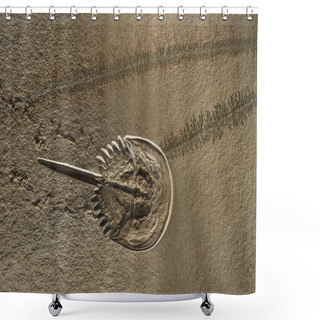 Personality  Mesolimulus Walchi Or Xiphosura Fossil Imprint On Stone With Footprints Trace And Seaweed Plants Petrifaction Shower Curtains