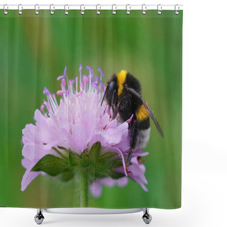Personality  A Closeup Shot Of A Buff-tailed Bumblebee Bombus Terrestris Perched On A Field Scabious Flower Shower Curtains