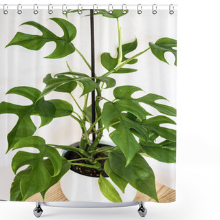 Personality  Monstera Minima (Rhaphidophora Tetrasperma) Exotic Houseplant On White Background. Exotic Houseplant With Lush Green Foliage Detail On A Wooden Plant Stand. Shower Curtains
