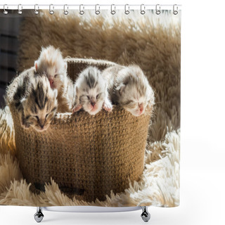 Personality  Little Cute Kittens Of British Breed In A Knitted Basket. Striped Marble Color. Shower Curtains