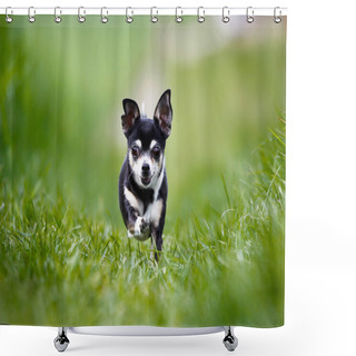 Personality  Running Chihuahua Shower Curtains