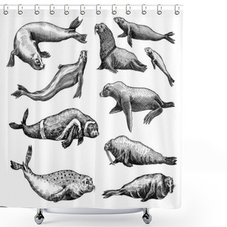 Personality  Fur Seal, Steller Sea Lion And Walrus, Ribbon And Elephant, Earless And Harbor Seal. Marine Creatures, Nautical Animal Or Pinnipeds. Vintage Retro Signs. Doodle Style. Hand Drawn Engraved Sketch Shower Curtains
