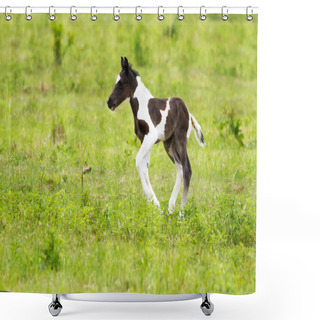 Personality  Horse Foal Shower Curtains