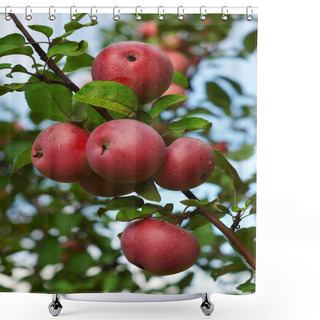Personality  Red Apples On A Branch Shower Curtains