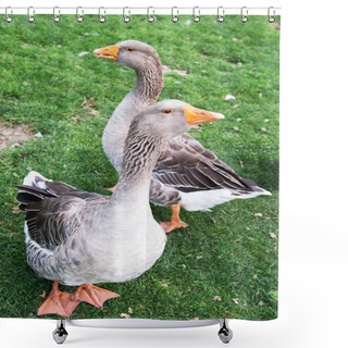 Personality  Geese Graze On The Lawn. Shower Curtains