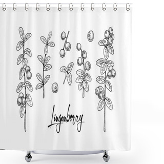 Personality  Set Of Hand Drawn Lingonberry Branches With Leaves With Leaves And Berries Isolated On White Background. Vector Illustration In Sketch Style Shower Curtains