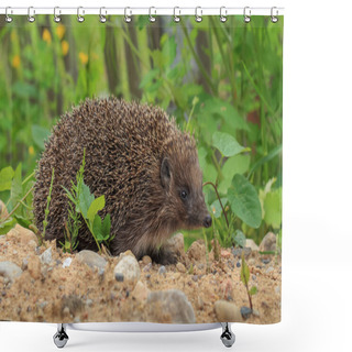 Personality  European Hedgehog, Erinaceus Europaeus, Close-up Shower Curtains