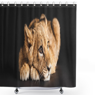 Personality  Adorable Lion Cub Lying Isolated On Black, Panoramic Shot Shower Curtains
