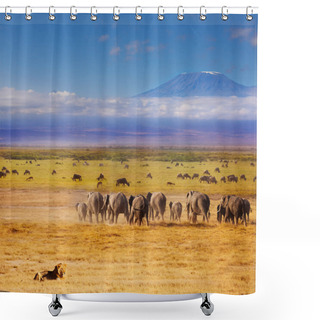 Personality  African Lion Watching Over Elephants And Wildebeests Shower Curtains