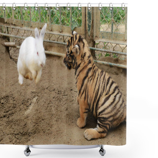 Personality  A Rabbit Jumps Past A Baby Siberian Tiger At Qingdao Forest Wildlife World In Qingdao City, East Chinas Shandong Province, 10 September 2013 Shower Curtains