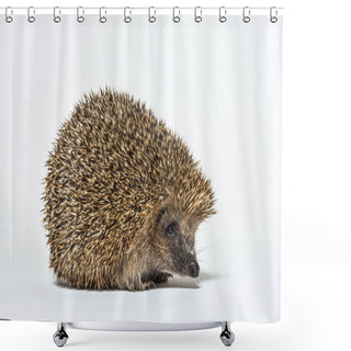 Personality  Common European Hedgehog, Erinaceus Europaeus, Isolated On White Shower Curtains