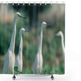 Personality  White Egrets In The Field Shower Curtains