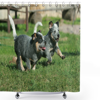 Personality  Australian Cattle Dog Puppies Running Shower Curtains