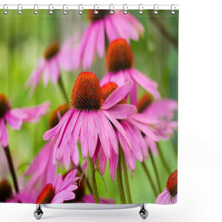 Personality  Echinacea Flowers Shower Curtains