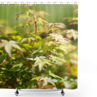 Personality  Leaves Of Maple Tree Or Acer Palmatum, Little Princess Type For Tree Power And Green Beauty In Your Backyard Or Garden - Blurry Effec Shower Curtains