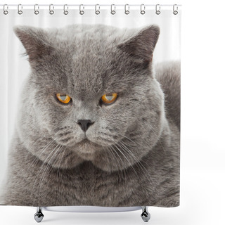 Personality  British Shorthair Cat On A White Background. British Cat Isolated Shower Curtains