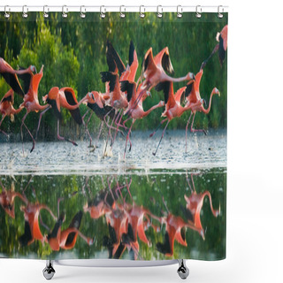 Personality  Flying Caribbean Flamingos Shower Curtains