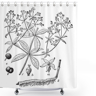 Personality  A Picture, That's Showing A Rubia Plant. This Is From Rubiaceae Family. The Flowers Are Small Yellow. The Branches Are Very Thin. It Is Herb, Vintage Line Drawing Or Engraving Illustration. Shower Curtains