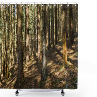 Personality  Sunlight On Trunks Of Coniferous Trees N Forest  Shower Curtains