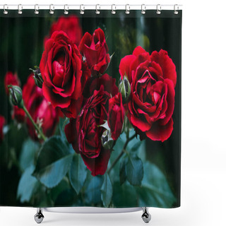 Personality  Close Up View Of Beautiful Red Rose Flowers Shower Curtains