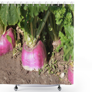 Personality  Turnip Plant Shower Curtains