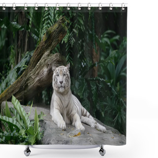 Personality  White Tiger Shower Curtains