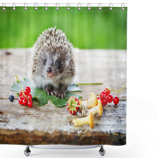 Personality  Young Hedgehog With Berries Shower Curtains