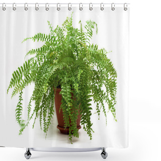 Personality  Fern In A Brown Pot Shower Curtains
