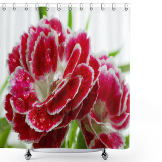 Personality  Morning Dew On Carnation Shower Curtains