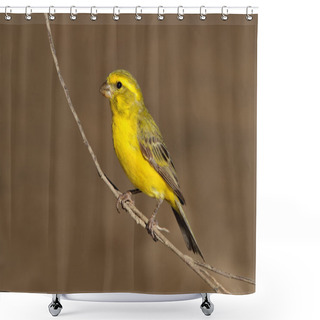 Personality  Yellow Canary Shower Curtains