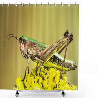 Personality  Lesser Marsh Grasshopper, Chorthippus Albomarginatus, Omocestus Viridulus, Common Green Grasshopper, Grasshopper Shower Curtains