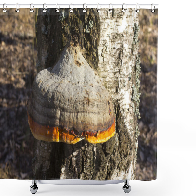 Personality  Polypore Real (deciduous)  Shower Curtains