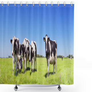 Personality  Cows In A Fresh Grassy Field On A Clear Day Shower Curtains
